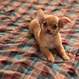 Louis - Chocolate brindled fawn male Chihuahua puppy in Amity, Pennsylvania from Baxters Chihuahuas