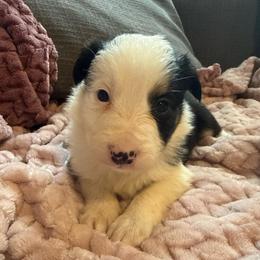Don Diego - Black and white male Border Collie puppy in Mckinney, Texas from Border Collies of Ruidoso