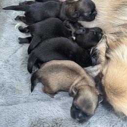 Tibetan Spaniel Puppies from Trinity Tibetan Spaniels