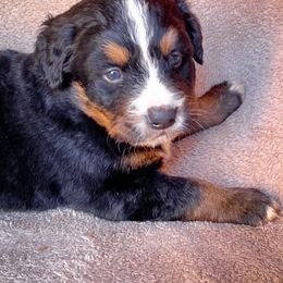 Bernedoodle, Bernese Mountain Dog, and Siberian Husky Puppies from Timberline Paws