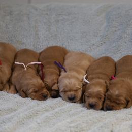 Rosemary - Golden female Golden Retriever puppy in Payette, Idaho from Stonewick Retrievers