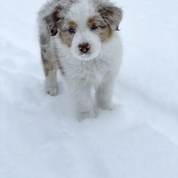 Australian Shepherd Puppies from Country Court Aussies
