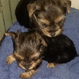 Yorkshire Terriers from Ann's Yorkies