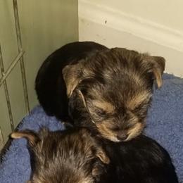 Yorkshire Terriers from Ann's Yorkies