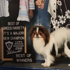 Darcy - Japanese Chin