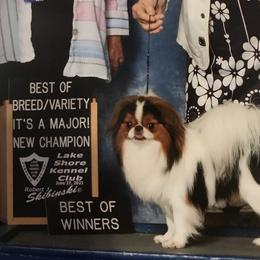Darcy - Japanese Chin