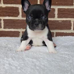 Boy 3 - Black and white male French Bulldog puppy in Gloster, Mississippi from Donna's French Bulldogs