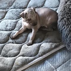 Xoloitzcuintli Puppies from Vineyardview Toy Xoloitzcuintle