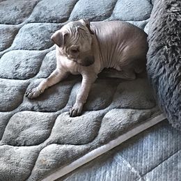 Xoloitzcuintli Puppies from Vineyardview Toy Xoloitzcuintle