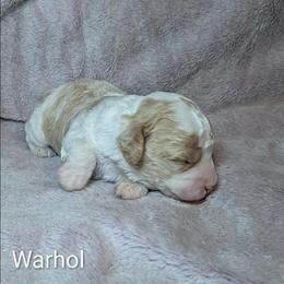 Warhol - Red and white male Cockapoo puppy in Sunset, Louisiana from Cano Cockapoos