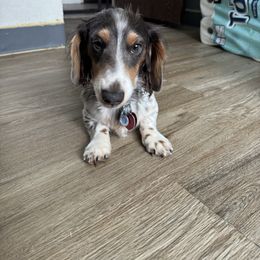 Oliver - Dachshund