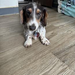 Oliver - Dachshund