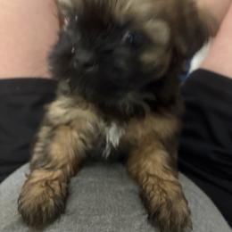 Girl 3 - Sable and white female Shih Tzu puppy in Kingsland, Georgia from Shih-Tzu Puppy Dynasty