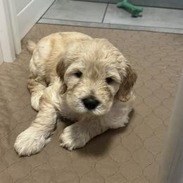 Huxley💚 - Cream Goldendoodle puppy in Puyallup, Washington from Jeanbeans Doodles
