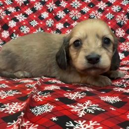 Shaded cream - Cream male Dachshund puppy in Galax, Virginia from Dells  Dachshund’s