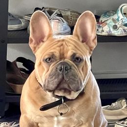 Lincoln - French Bulldog