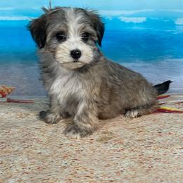 Piper - Red brindle female Havanese puppy in Gainesville Ocala, Florida from Curly Que Standard Poodles and Havanese