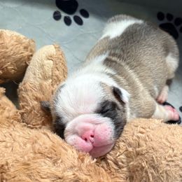 Yellow - Fawn and white male Bulldog puppy in Krum, Texas from K & K Little Blessings