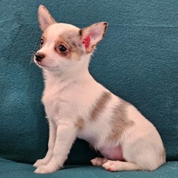 AKC CH DAM MASON IN MAINE - Blue merle male Chihuahua puppy in Newport, Maine from Pinewood Acres Chihuahuas