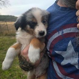 Valor - Blue merle male Australian Shepherd puppy in Copperas Cove, Texas from Hidden Leaf Aussies