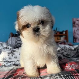 Chewy - Liver and white male Shih Tzu puppy in Stroudsburg, Pennsylvania from Puppyville Pa Shih Tzu & frenchies