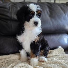 Waffle - Tri-color male Bernedoodle puppy in Mc Gaheysville, Virginia from Doting Doodles