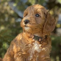 Bernedoodles and Goldendoodles from Farmland Doodles