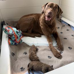 Chesapeake Bay Retriever puppies from Blue Skye Chesapeakes