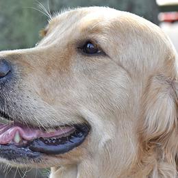 Golden Retrievers from Goldiggers Golden Retrievers