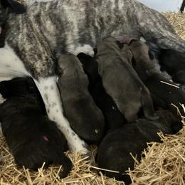Boy 3 - Brindle male Anatolian Shepherd Dog puppy in Fort Collins, Colorado from Wanyama Ranch Anatolians