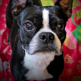 Serana - Boston Terrier