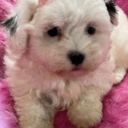 Maltese, Morkies, and Yorkshire Terriers from Malteseuluv’s Tiny Treasurers