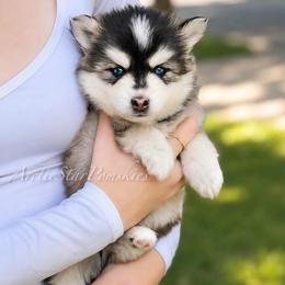 Raya - Wolf sable female Pomsky puppy in Wausau, Wisconsin from Arctic Star Pomskies