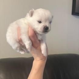 Spike - White male Pomeranian puppy in Rhode Island from Heartfelt Kennels