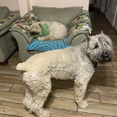 Bouvier des Flandres Puppies from Desert Diamonds Bouviers