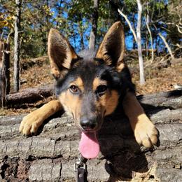 Red Collar - Balto - Black and tan male Gerberian Shepsky puppy in Augusta, West Virginia from Cricket Hollow Canines