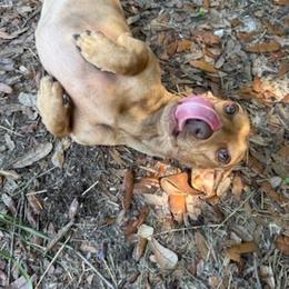 Sid - Cream male Dachshund puppy in Youngstown, Florida from Paradox Dachshunds
