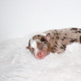 Boone - Red merle male Toy Australian Shepherd puppy in Wiggins, Colorado from Mile High Acres & Aussies