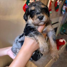 Vixen - Merle female Bernedoodle puppy in Lookout, California from Remington Kennels, LLC