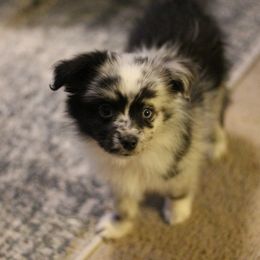 Australian Shepherd, Miniature Australian Shepherd, and Toy Australian Shepherd Puppies from Elmo’s Toy and Miniature Australian Shepherds