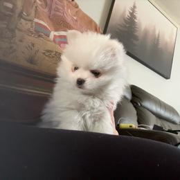 Pixie - White female Pomeranian puppy in Rhode Island from Heartfelt Kennels