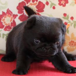 Alvin - Black male Pug puppy in Winnsboro, Texas from Southern pugs