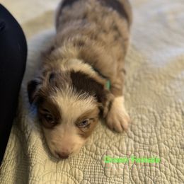Australian Shepherd Puppies from Aussie Tree-O