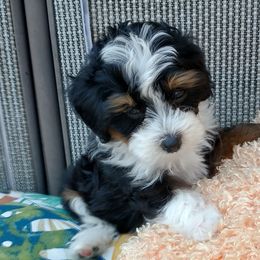 Bernedoodles from Luv4Bernedoodles