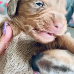 Dachshund Puppies from Meldox