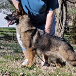 Sizzle - German Shepherd