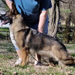 Sizzle - German Shepherd