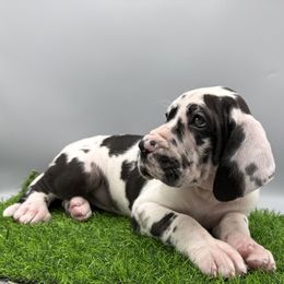 Great Dane Puppies from Top Brackett Danes