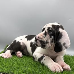 Great Dane Puppies from Top Brackett Danes