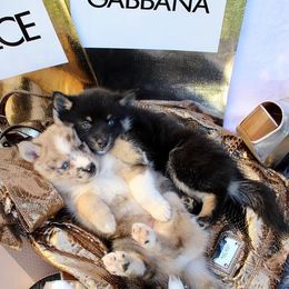 Pomeranians and Pomskies from Alpha Poms & Pomskies